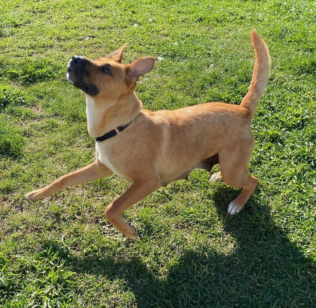 Basil, a Adopted mixed breed in Raleigh, NC image 6/6