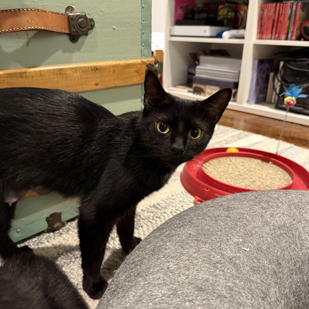 Enlarge Raven 5, a Adoptable Domestic Short Hair in Arthur, ON image 1/4