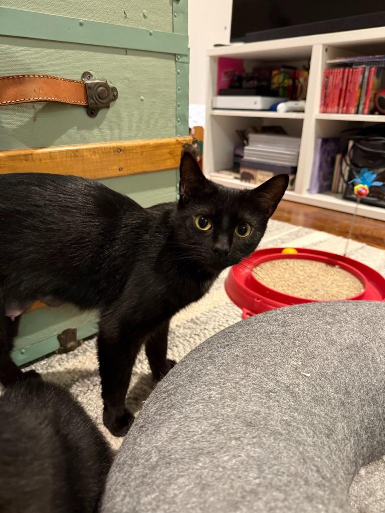Raven 5, Adoptable, Young Female Domestic Short Hair.