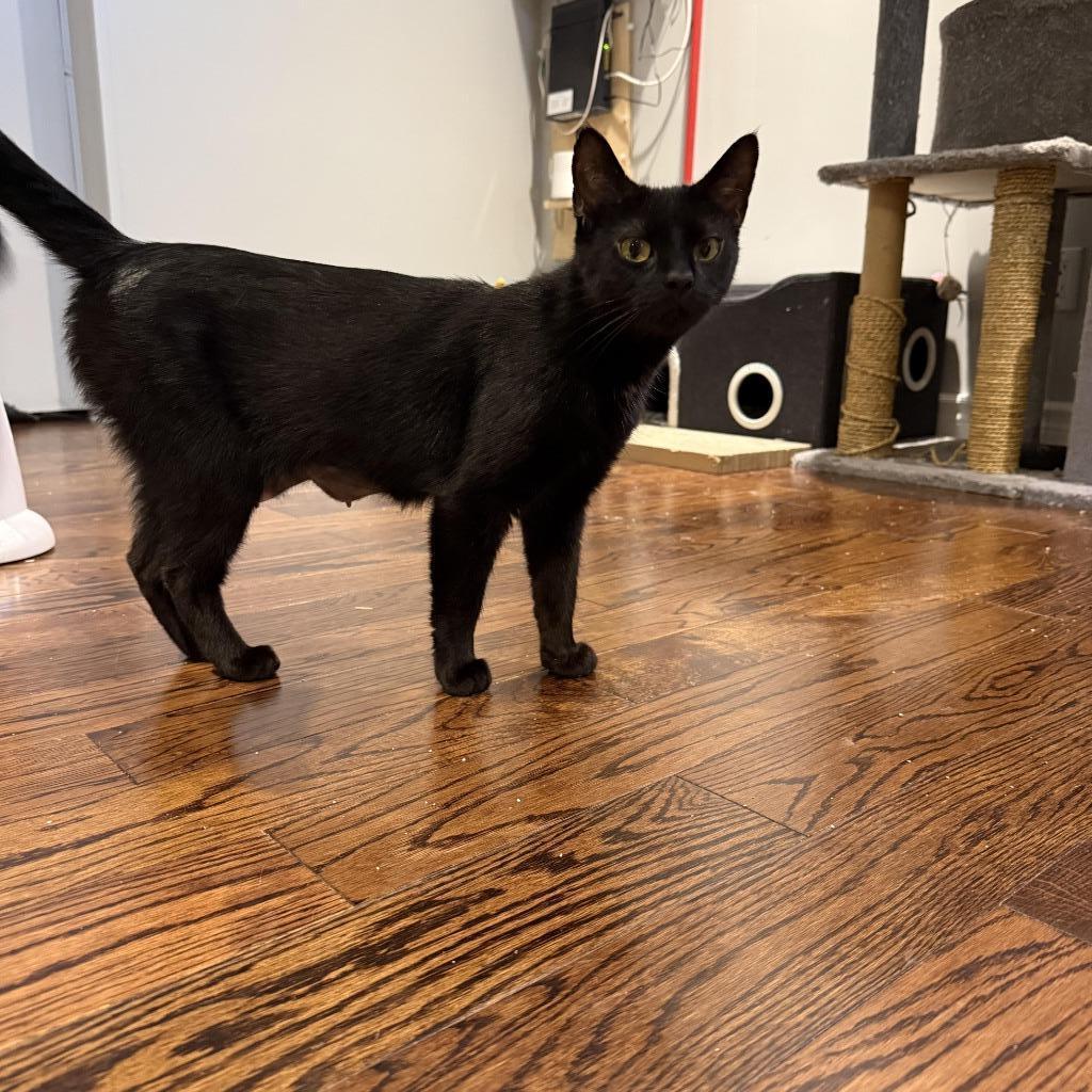 Enlarge Raven 5, a Adoptable Domestic Short Hair in Arthur, ON image 2/4