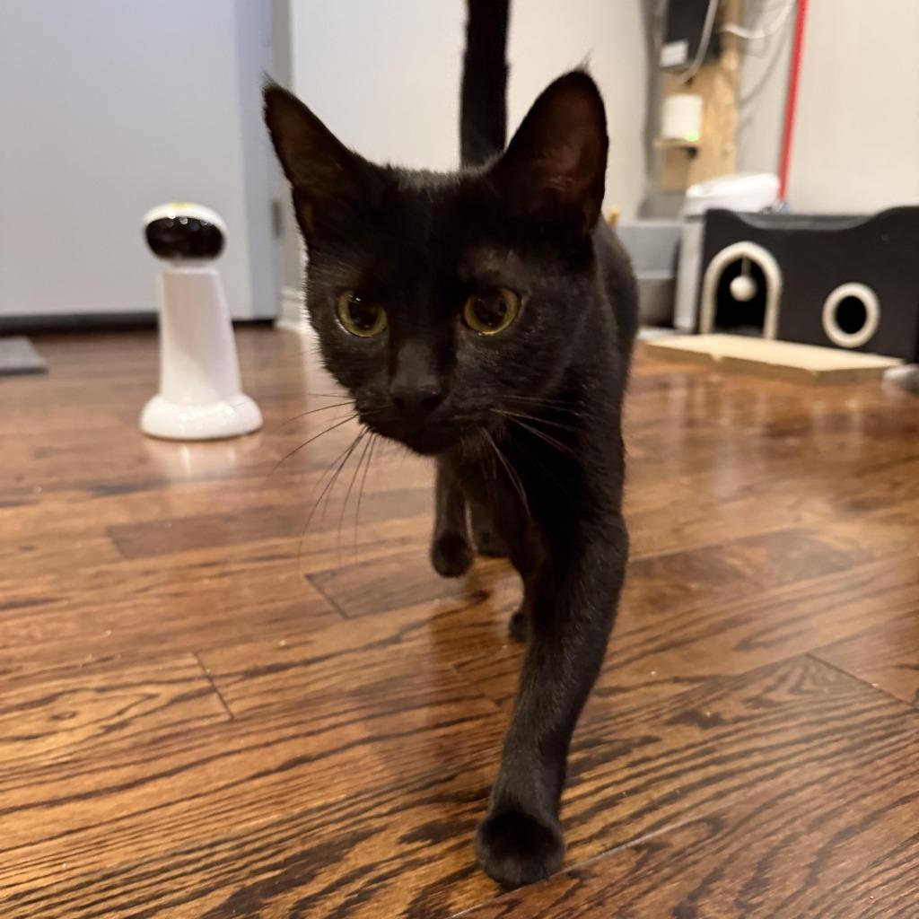 Enlarge Raven 5, a Adoptable Domestic Short Hair in Arthur, ON image 3/4