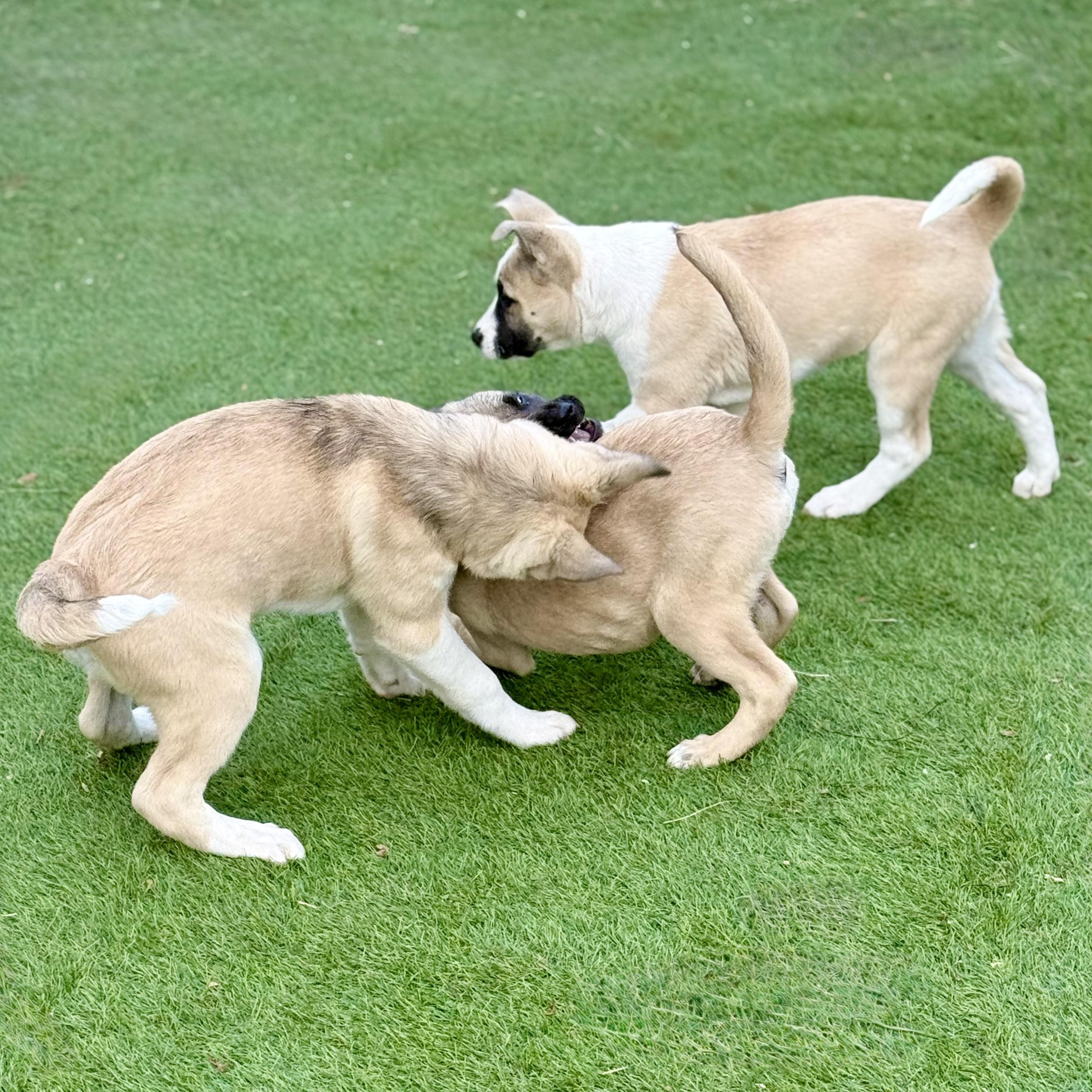 Frost, a Adoptable mixed breed in Glenolden, PA image 3/6