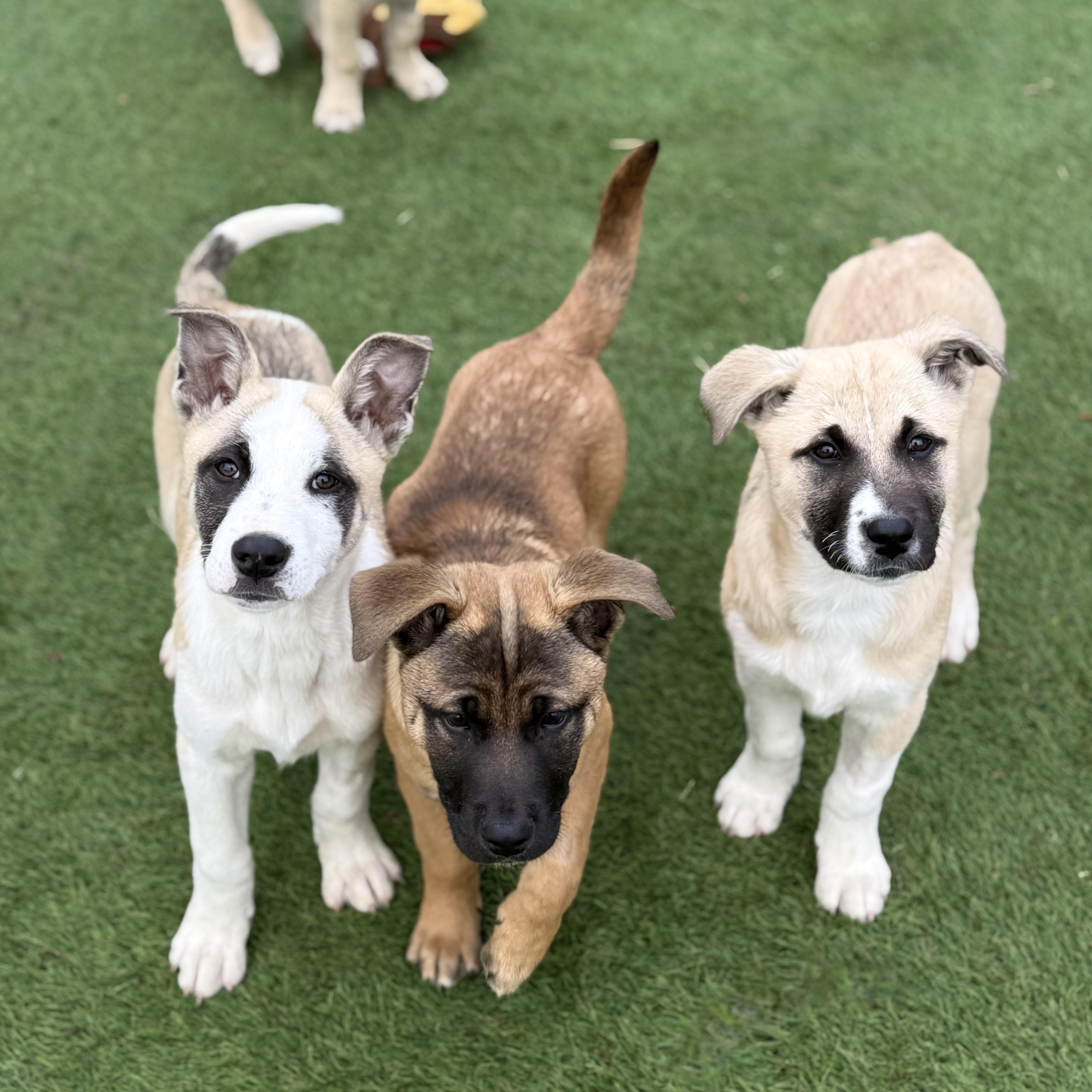 Frost, a Adoptable mixed breed in Glenolden, PA image 5/6