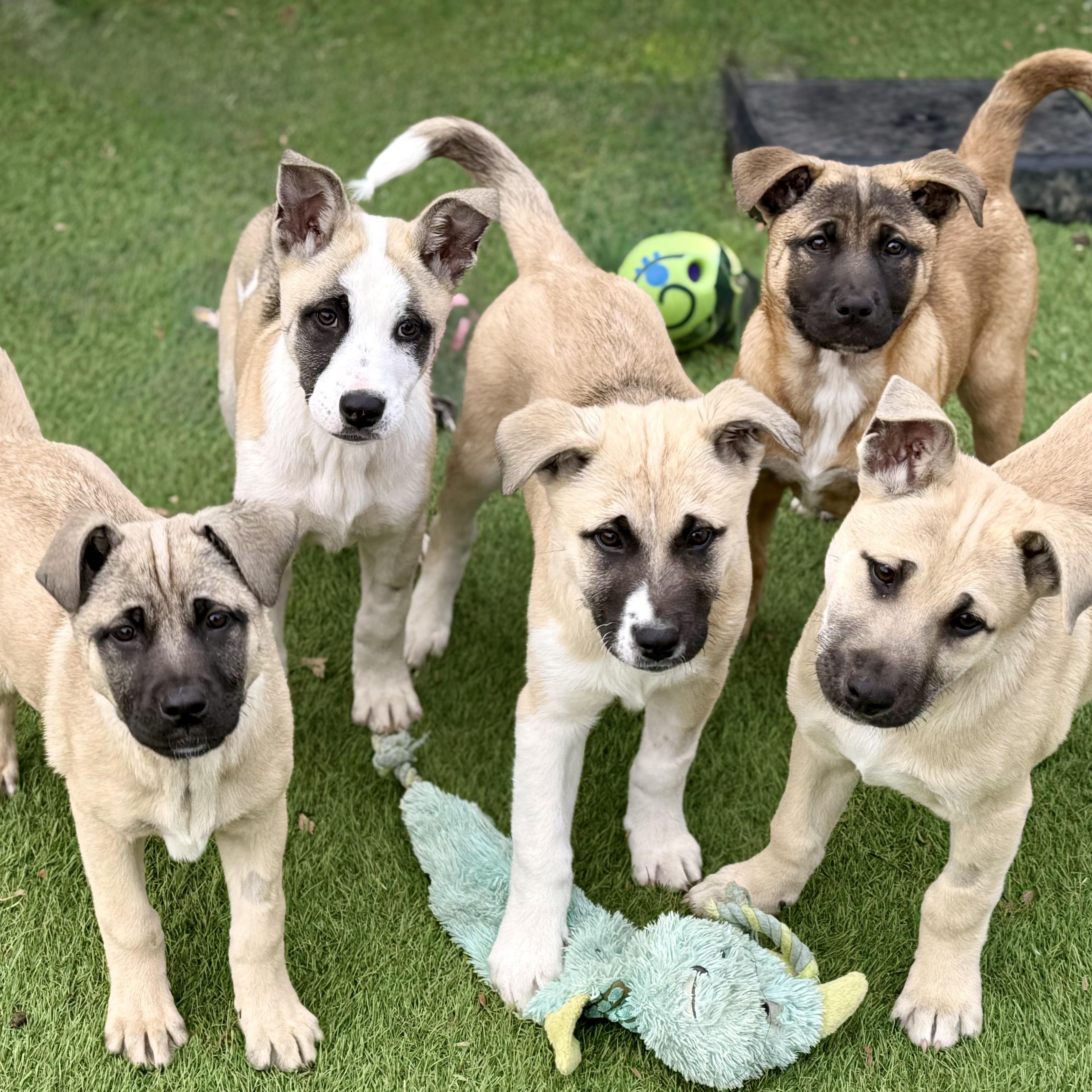 Frost, a Adoptable mixed breed in Glenolden, PA image 4/6