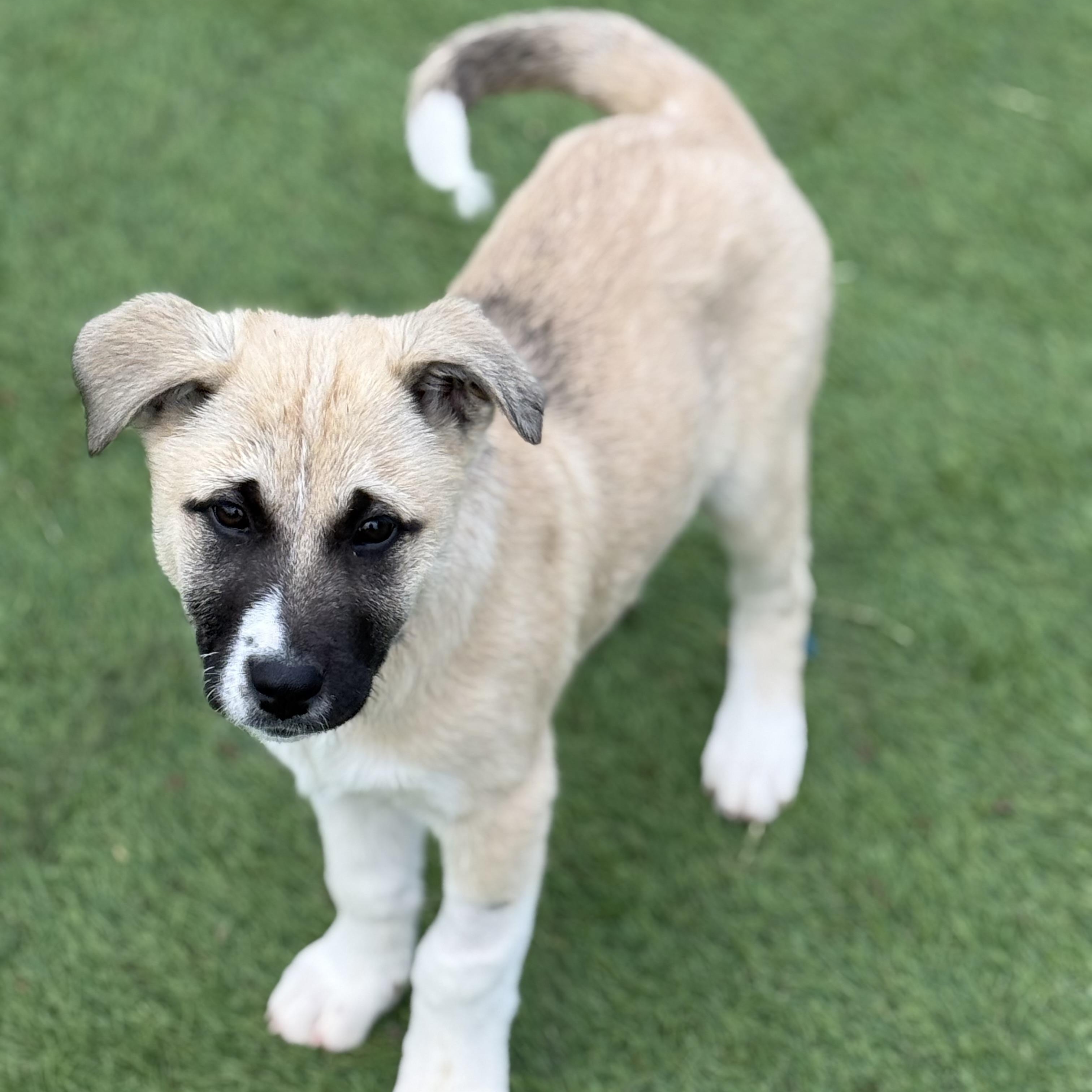 Frost, Adoptable, Puppy Male Akita & Labrador Retriever.