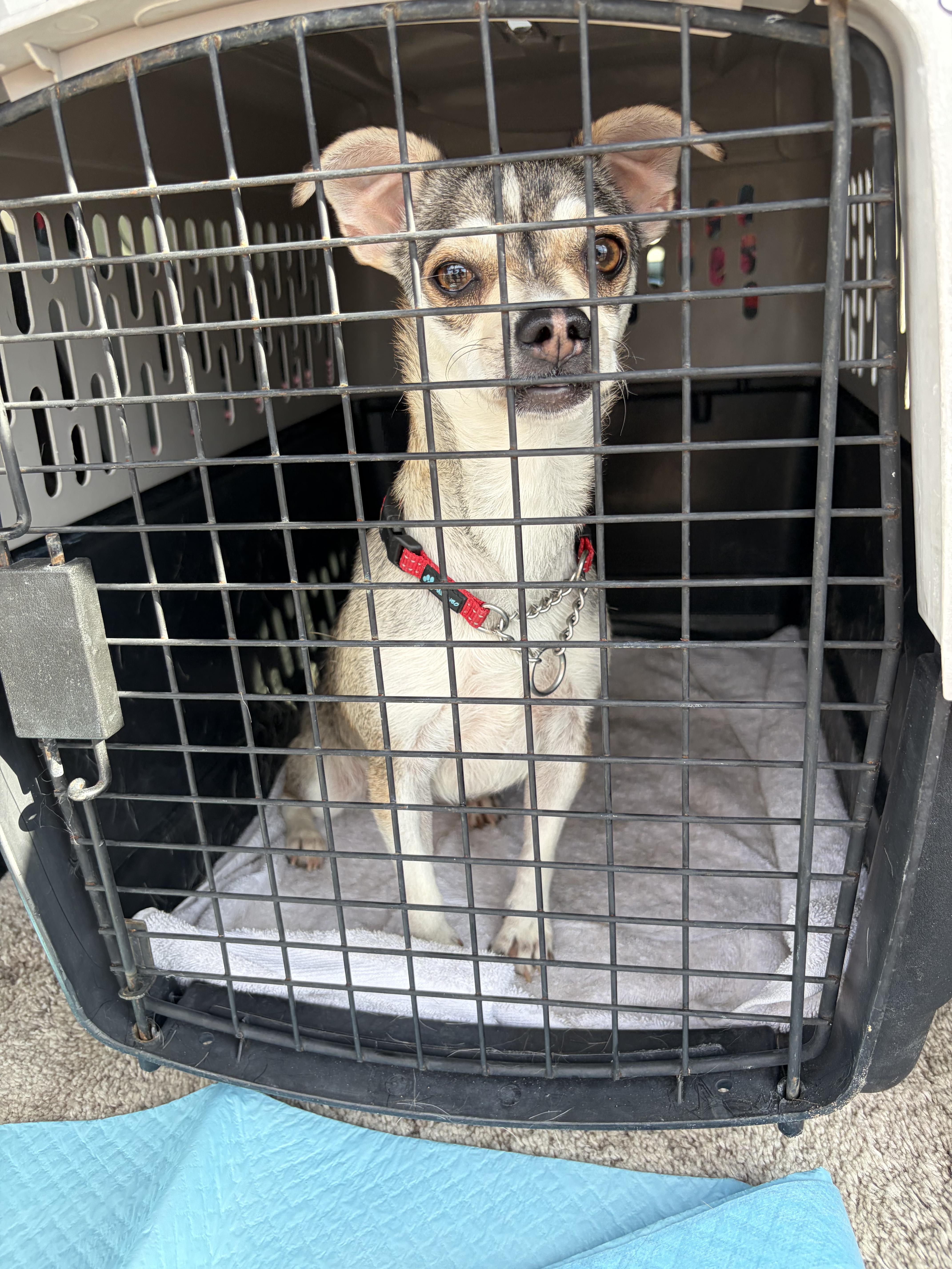 Enlarge Buttercup, a ADOPTABLE Chihuahua in Sierra Vista, AZ image 3/3