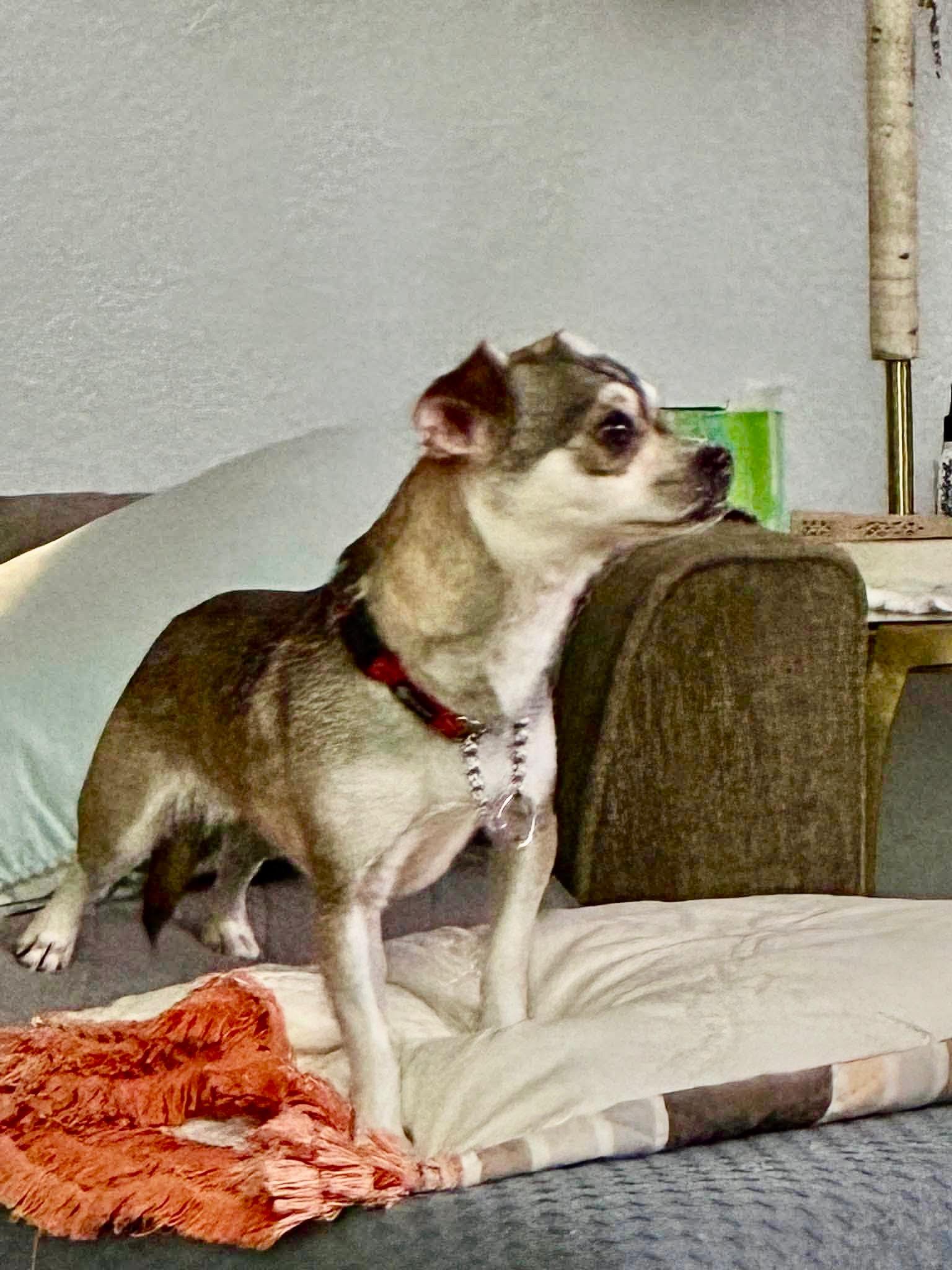 Buttercup, ADOPTABLE, Adult Female Chihuahua.