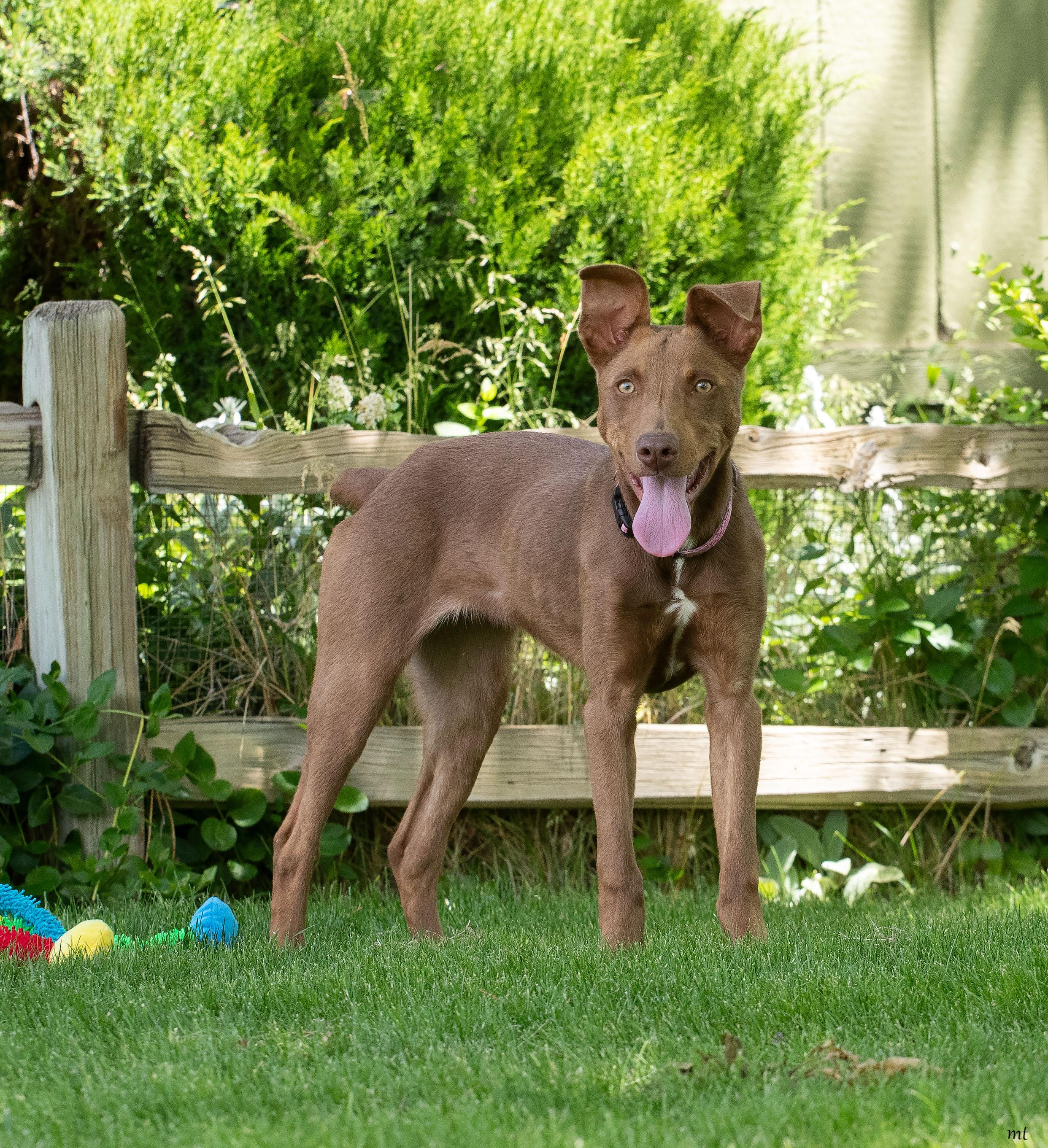 Delilah, a ADOPTABLE Doberman Pinscher in Washoe Valley, NV image 3/4