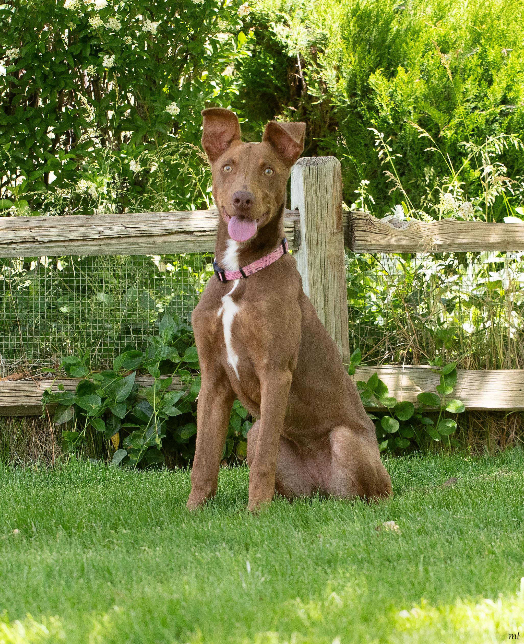 Delilah, a ADOPTABLE Doberman Pinscher in Washoe Valley, NV image 1/4