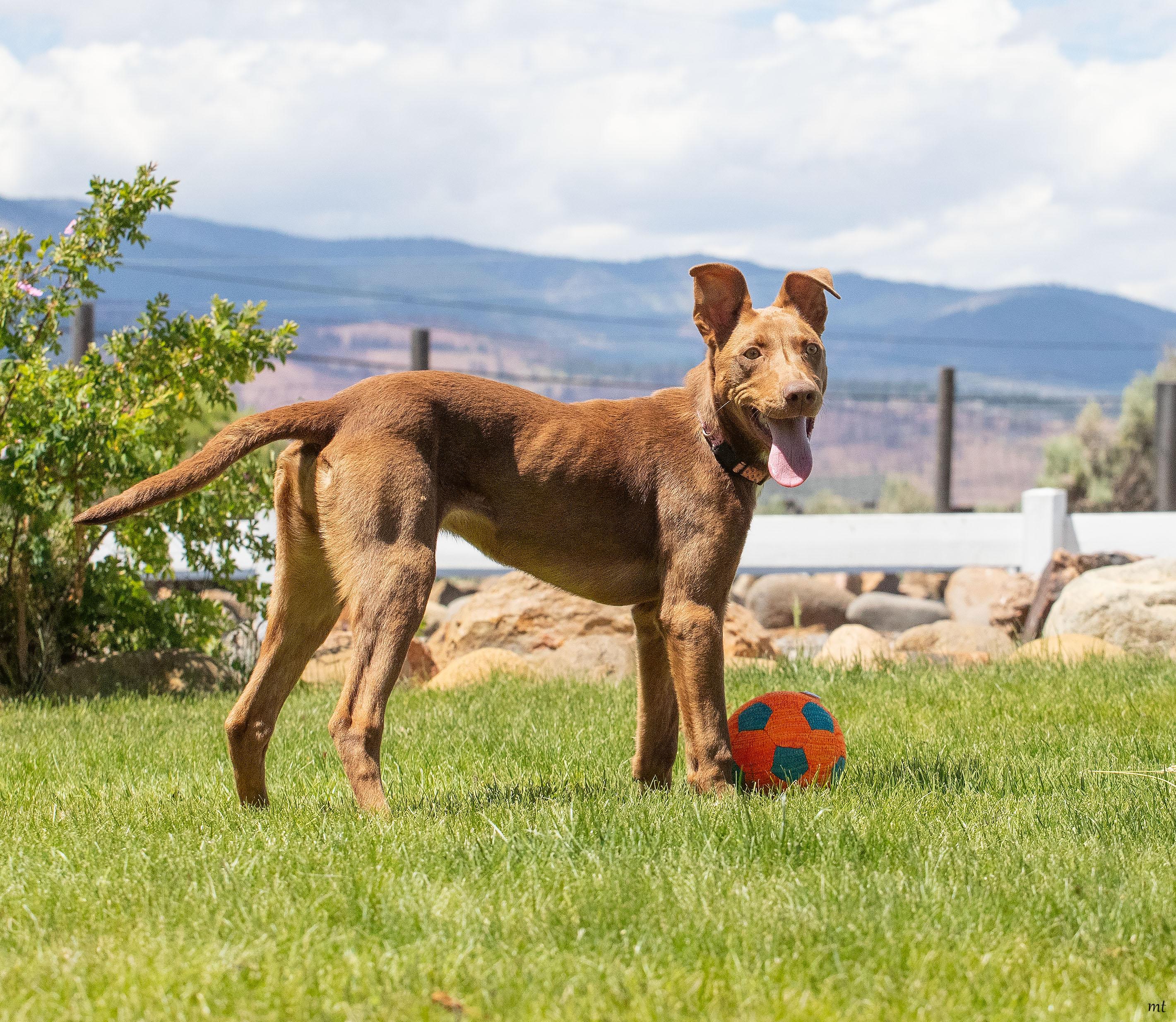Delilah, a ADOPTABLE Doberman Pinscher in Washoe Valley, NV image 4/4
