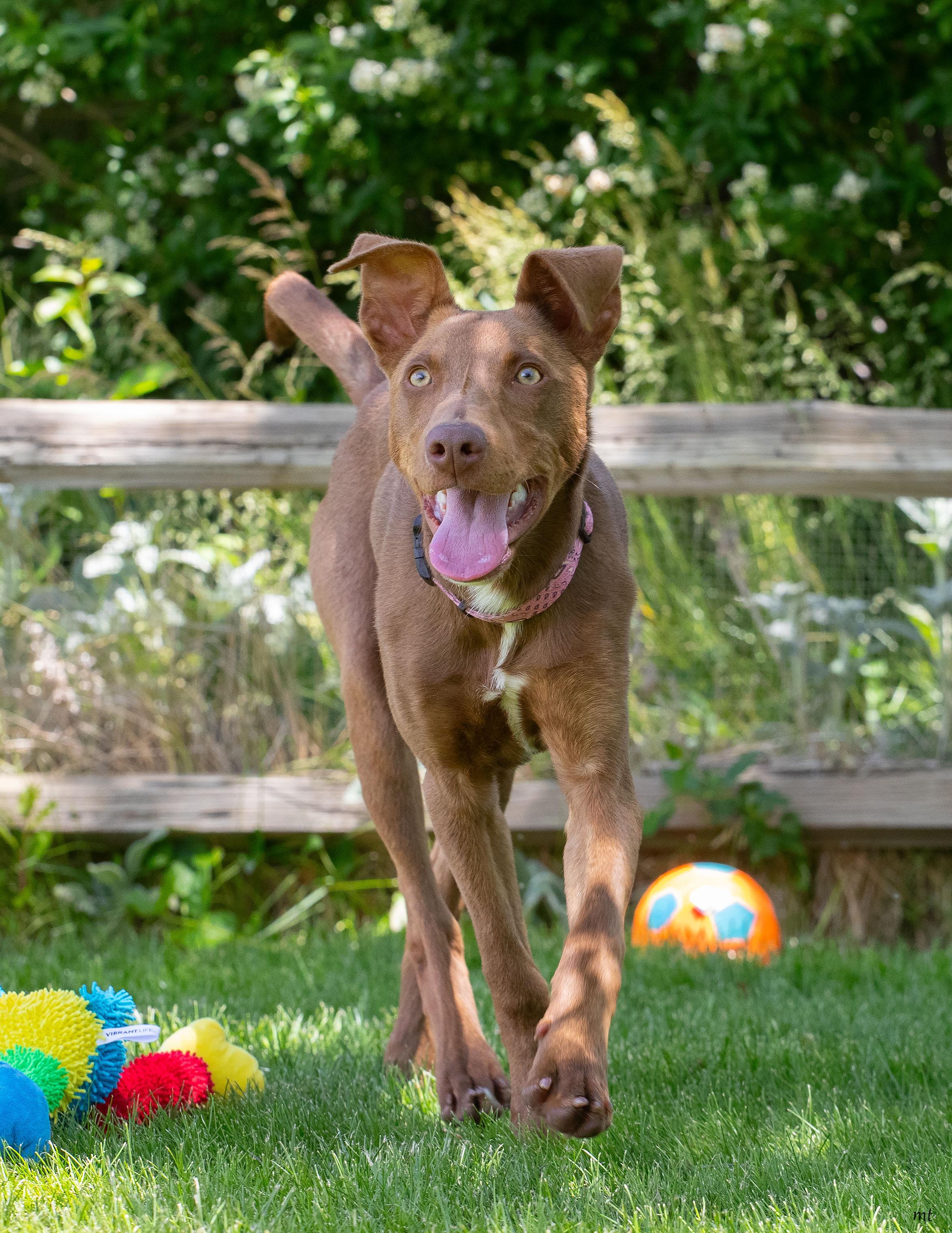 Delilah, a ADOPTABLE Doberman Pinscher in Washoe Valley, NV image 2/4