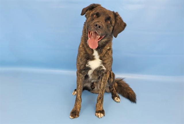 Enlarge MAX, a Adoptable mixed breed in Colorado Springs, CO image 1/1