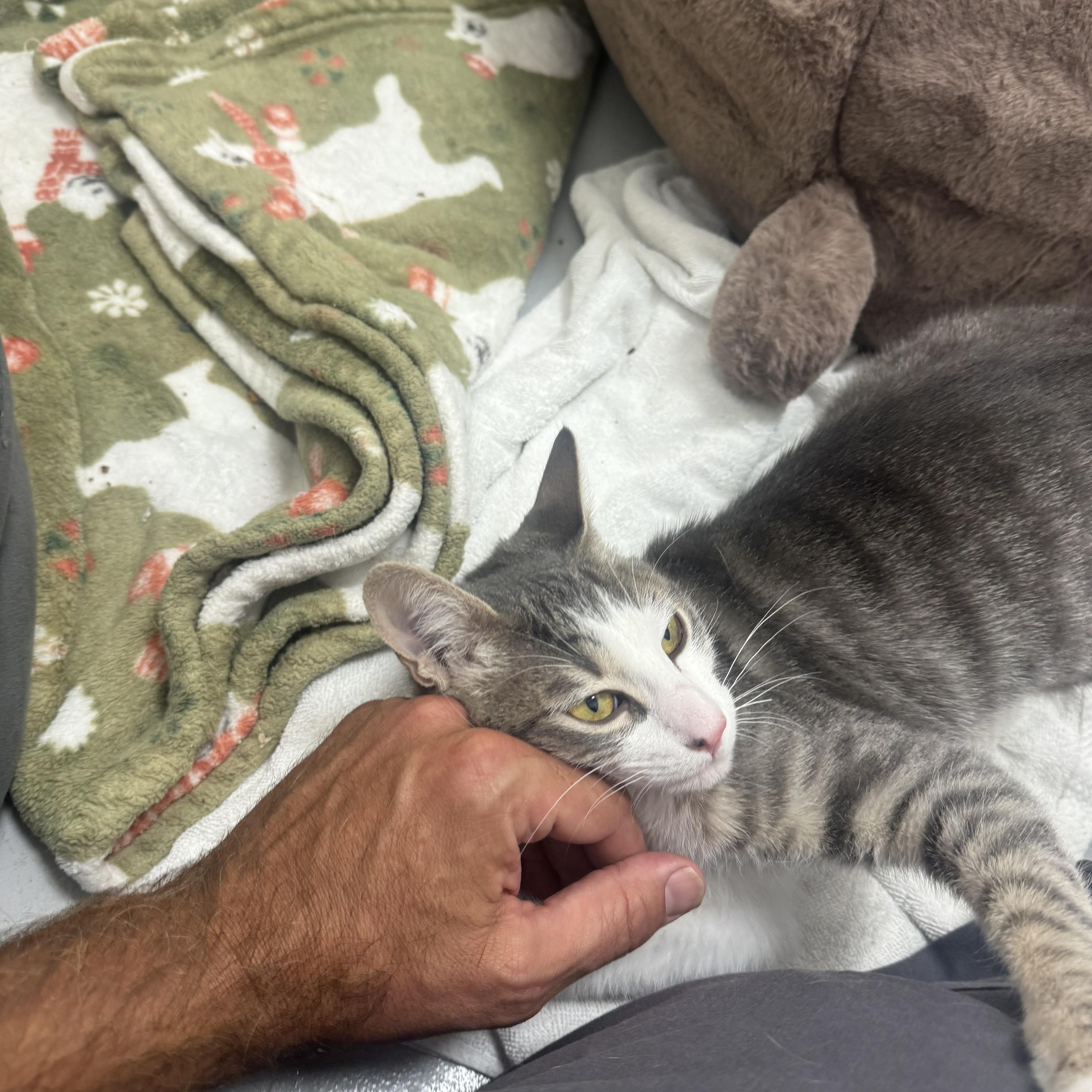 Enlarge Persimmon, a Adoptable Domestic Short Hair in Marina del Rey, CA image 2/3