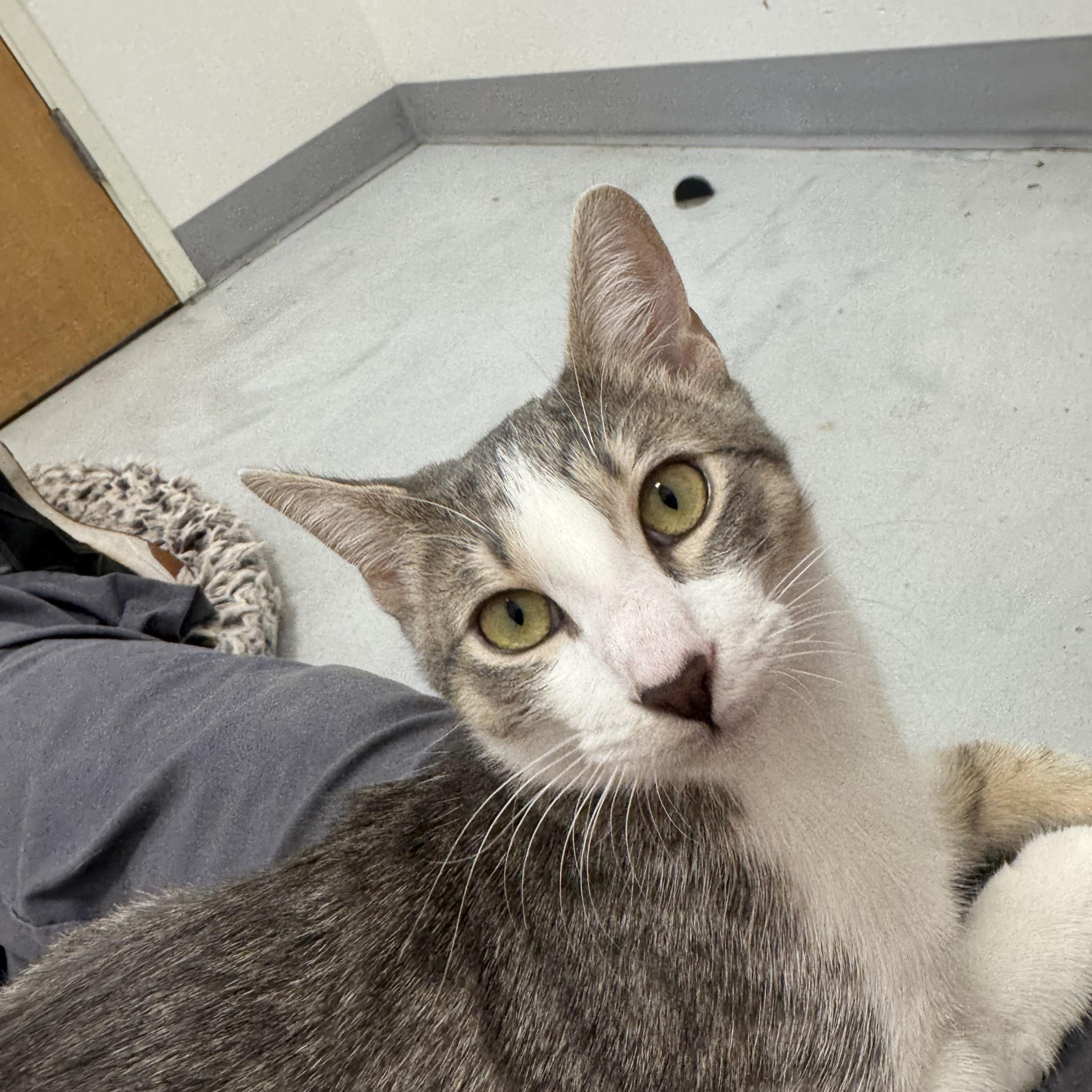 Enlarge Persimmon, a Adoptable Domestic Short Hair in Marina del Rey, CA image 1/3