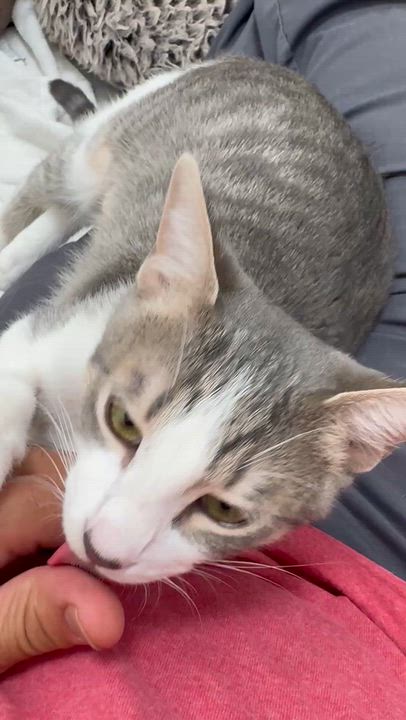 Enlarge Persimmon, a Adoptable Domestic Short Hair in Marina del Rey, CA video 3/3