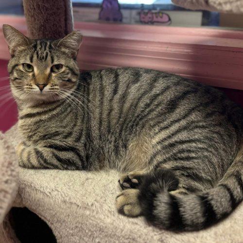 Myrtle Mae, Adoptable, Young Female Tabby & Domestic Short Hair.