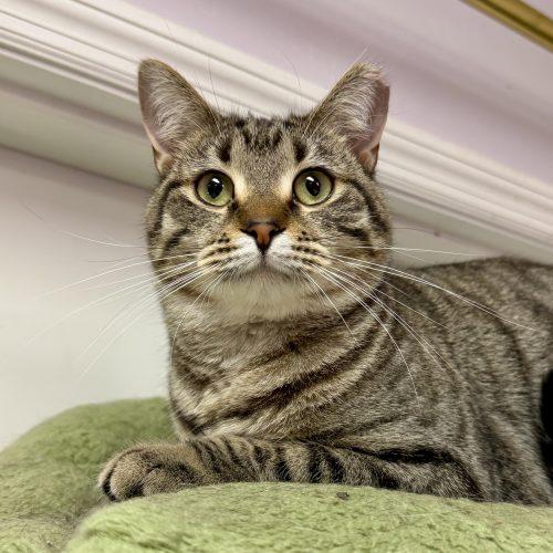 Myrtle Mae, Adoptable, Young Female Tabby & Domestic Short Hair.