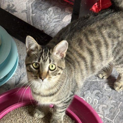 Myrtle Mae, Adoptable, Young Female Tabby & Domestic Short Hair.