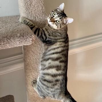 Enlarge Myrtle Mae, a Adoptable mixed breed in Knoxville, TN image 2/5