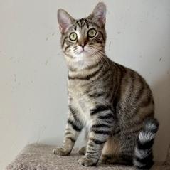 Enlarge Myrtle Mae, a Adoptable mixed breed in Knoxville, TN image 4/5