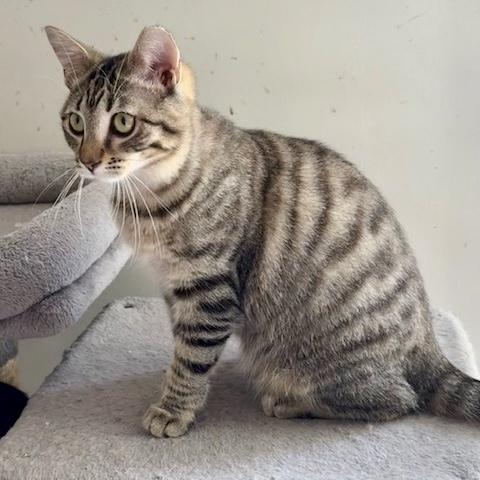 Enlarge Myrtle Mae, a Adoptable mixed breed in Knoxville, TN image 5/5