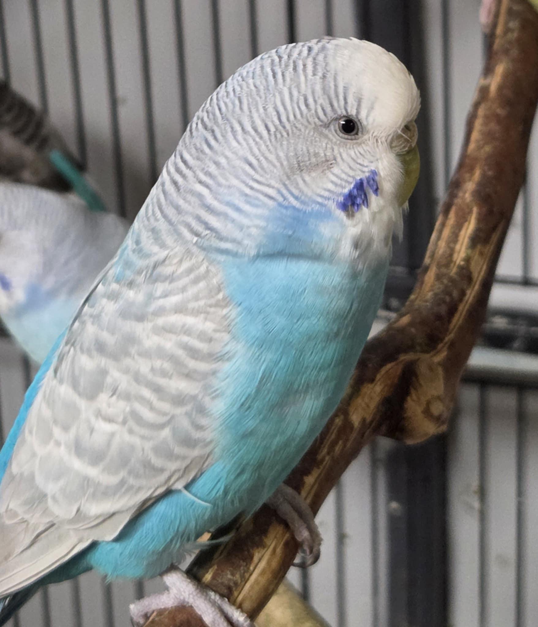 Elsa, Adult Female unknown