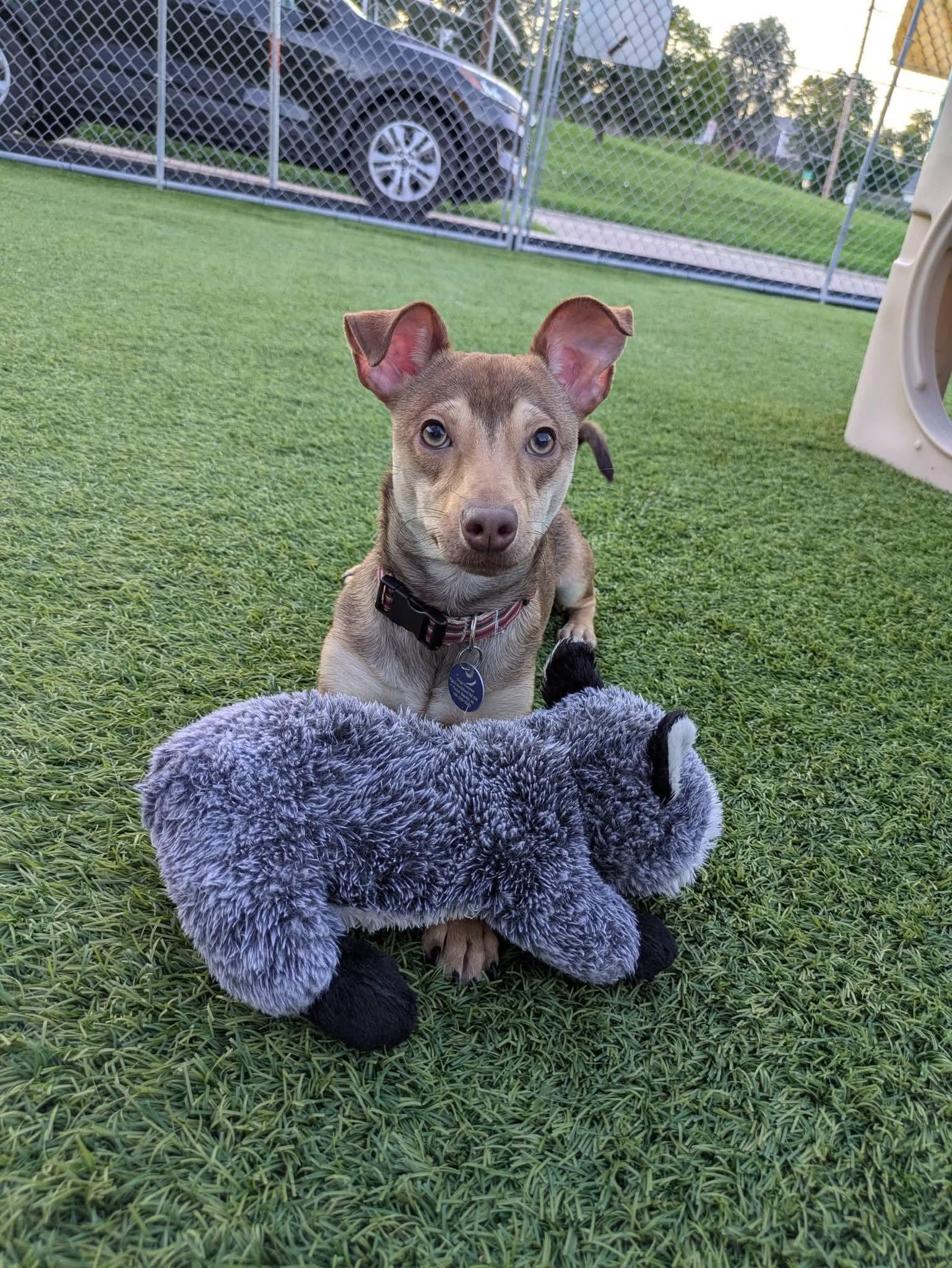 Enlarge Brownie, a Adoptable mixed breed in Cedar Rapids, IA image 3/6