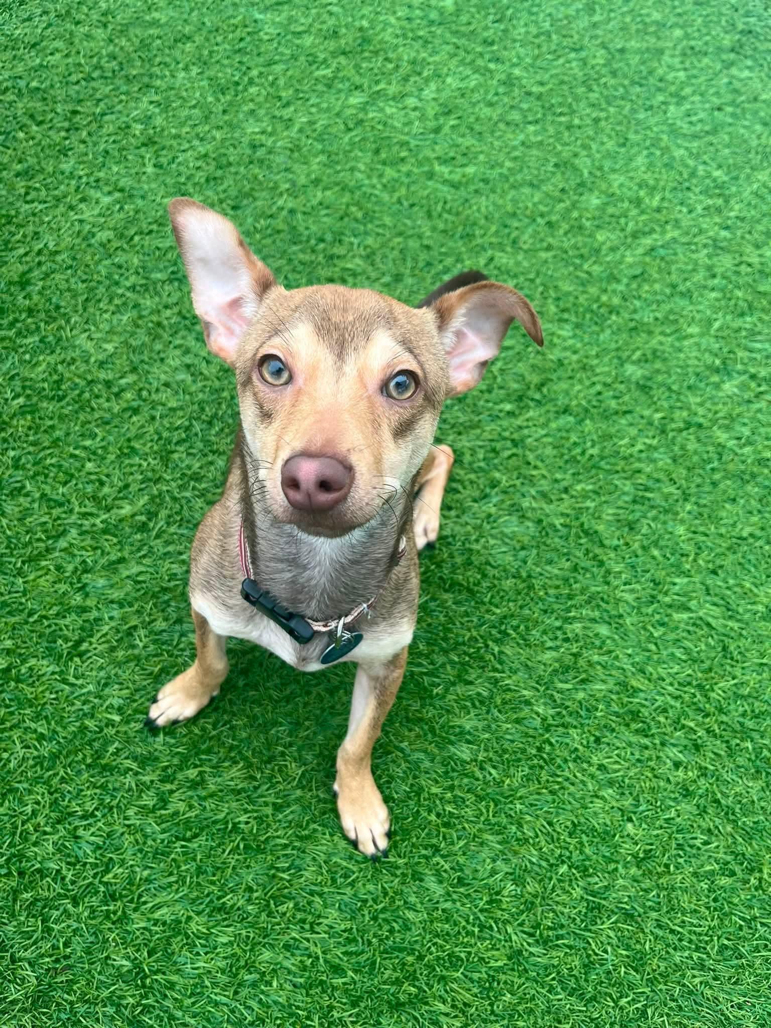 Enlarge Brownie, a Adoptable mixed breed in Cedar Rapids, IA image 2/6