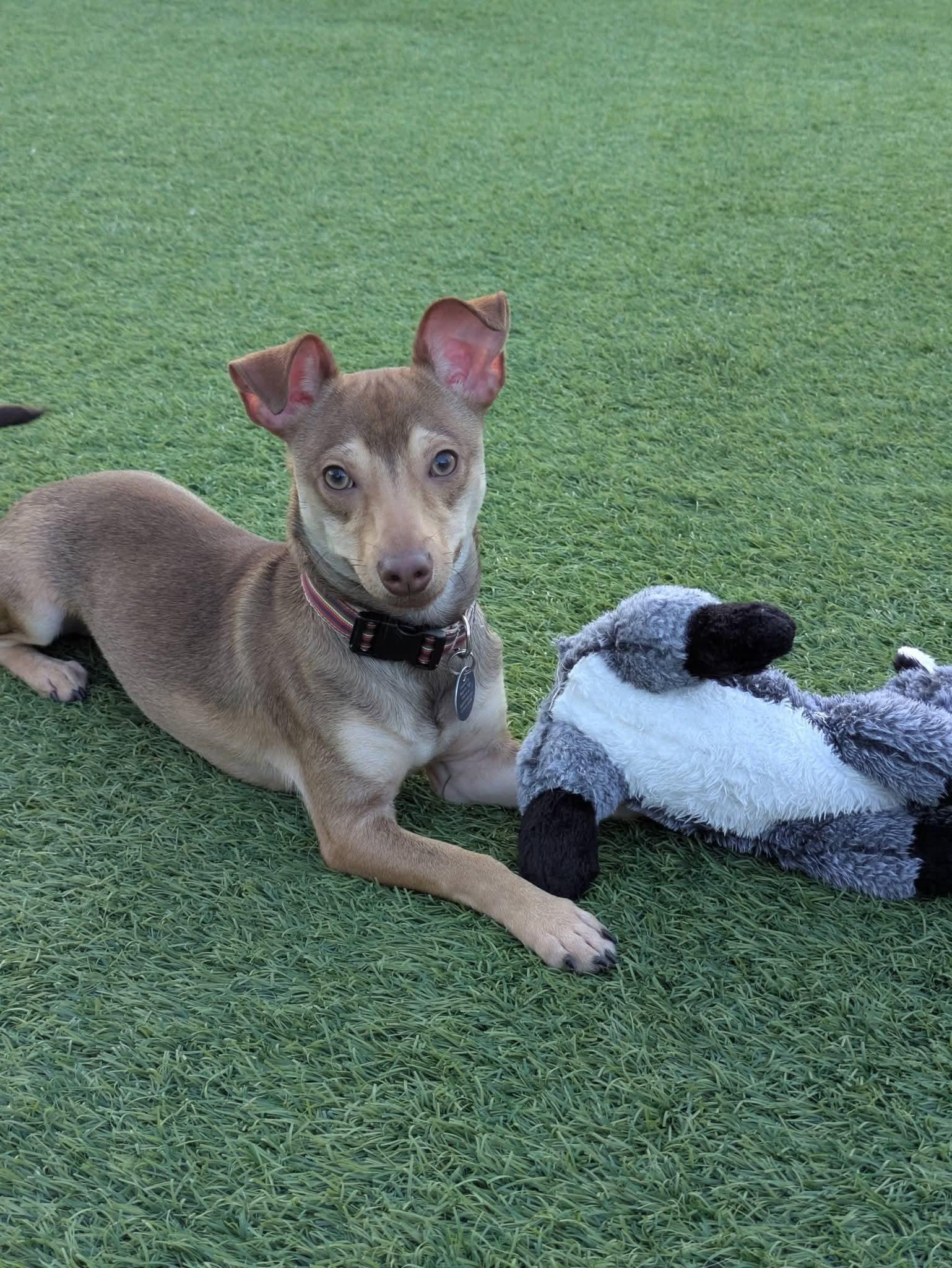 Enlarge Brownie, a Adoptable mixed breed in Cedar Rapids, IA image 4/6