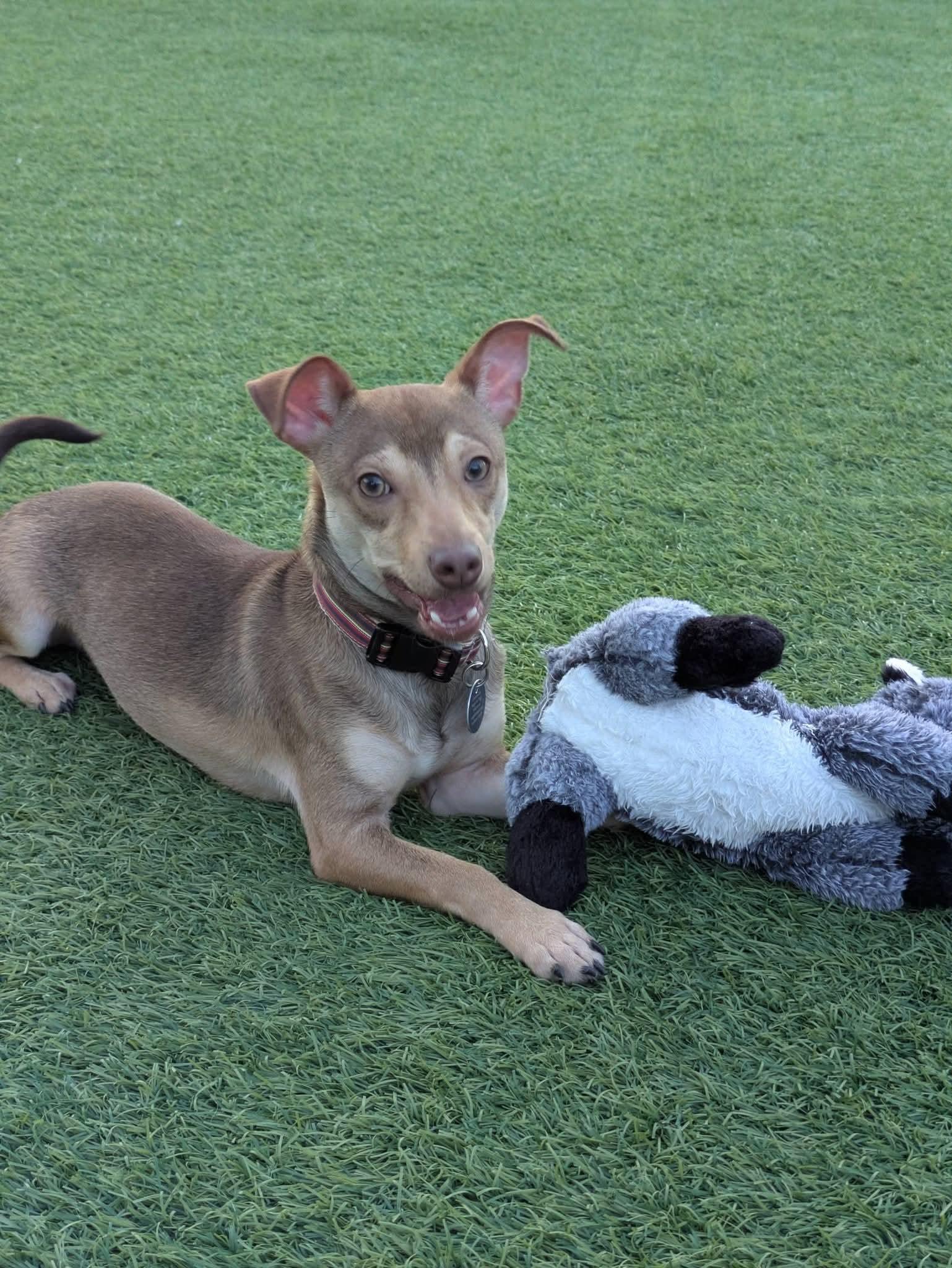 Brownie, Adoptable, Puppy Male Chihuahua & Dachshund.