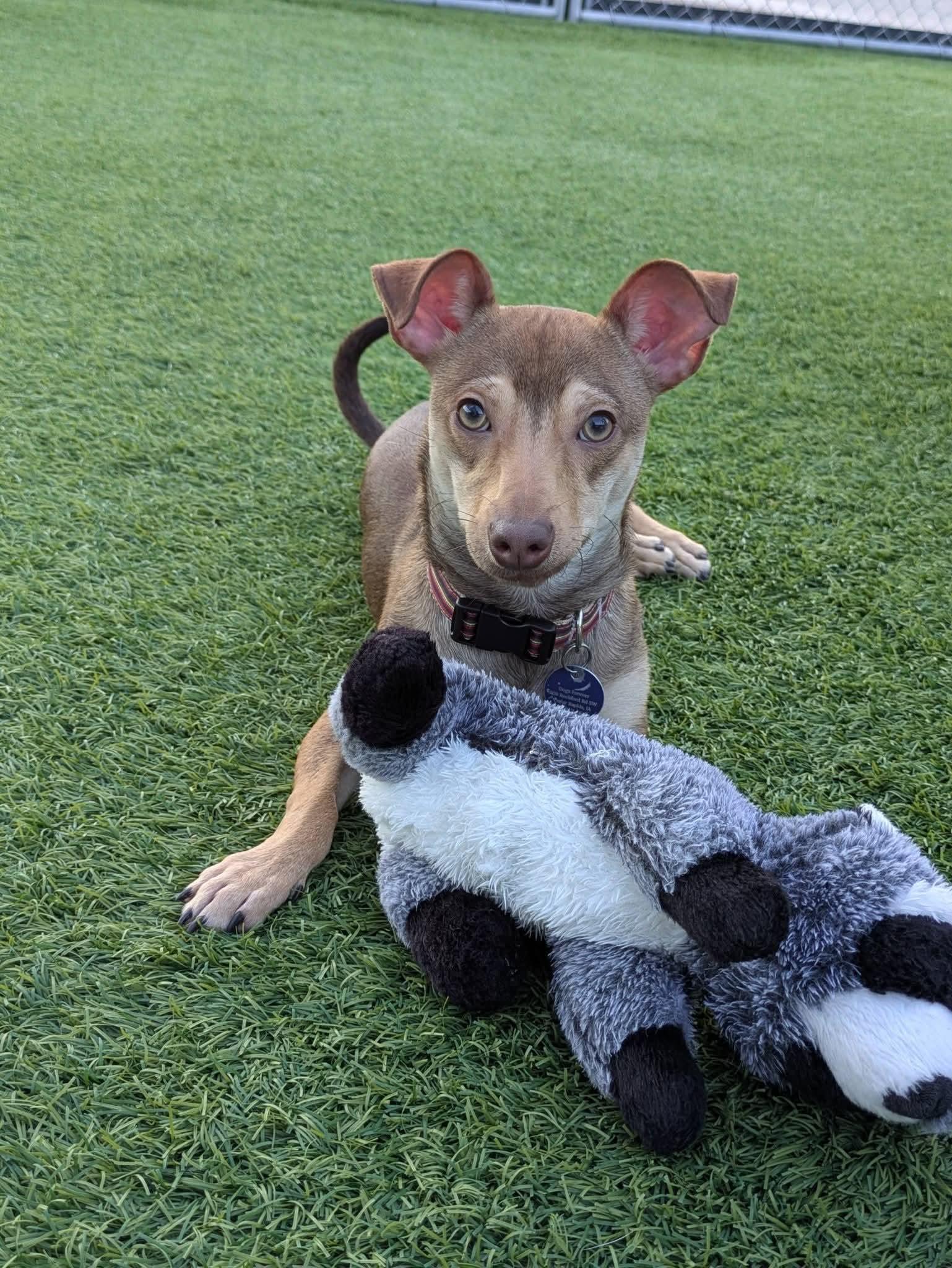 Enlarge Brownie, a Adoptable mixed breed in Cedar Rapids, IA image 6/6