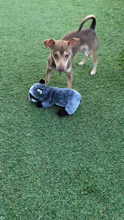Enlarge Brownie, a Adoptable mixed breed in Cedar Rapids, IA video 5/6