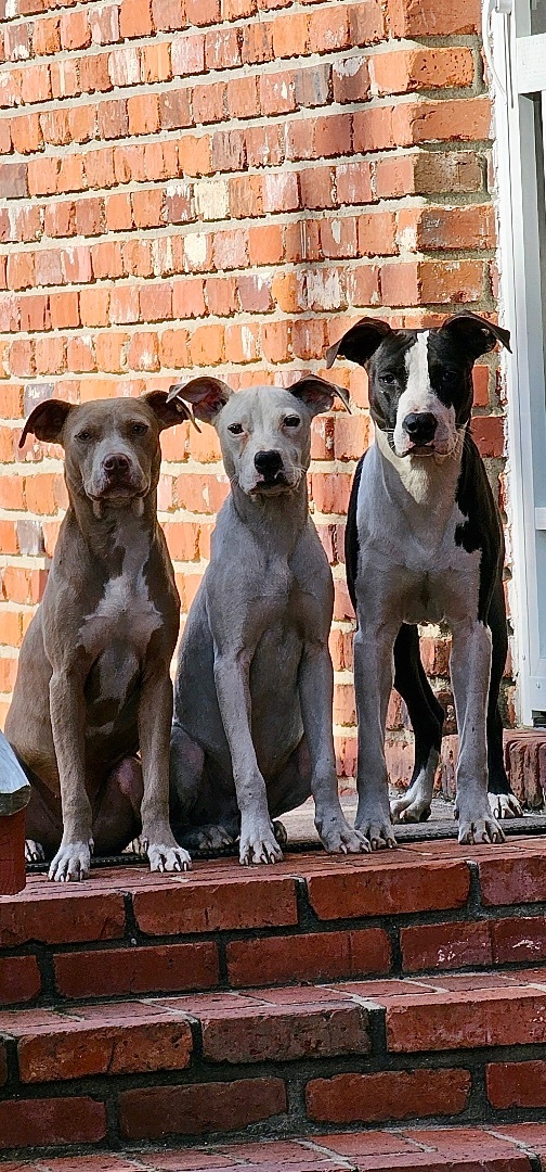 Enlarge Hazel, a Adopted mixed breed in Winnsboro, SC image 2/4