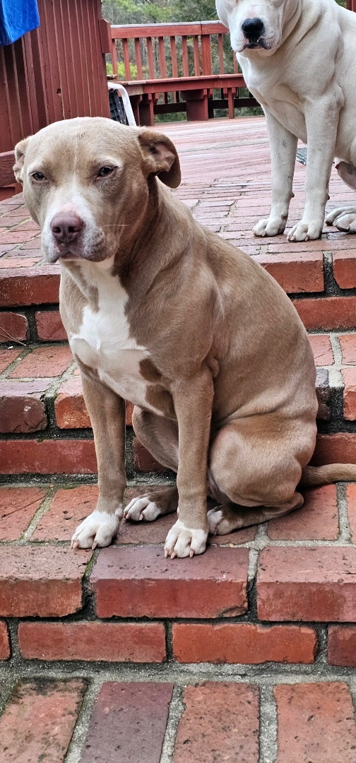 Hazel, Adopted, Young Female Pit Bull Terrier & Labrador Retriever.