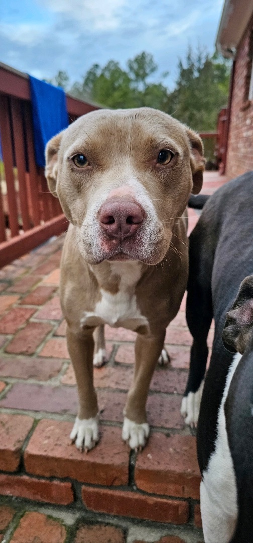 Enlarge Hazel, a Adopted mixed breed in Winnsboro, SC image 4/4