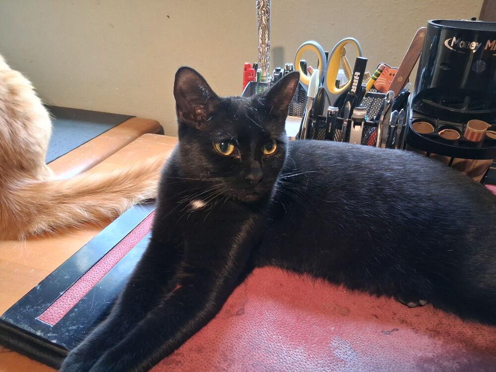 Spritz, a Adoptable Domestic Short Hair in Orlando, FL image 2/6