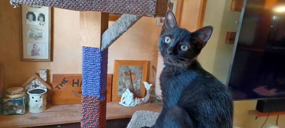 Spritz, a Adoptable Domestic Short Hair in Orlando, FL image 3/6