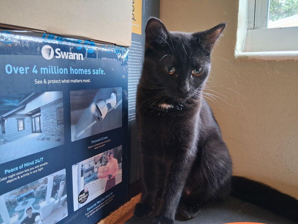 Spritz, a Adoptable Domestic Short Hair in Orlando, FL image 4/6