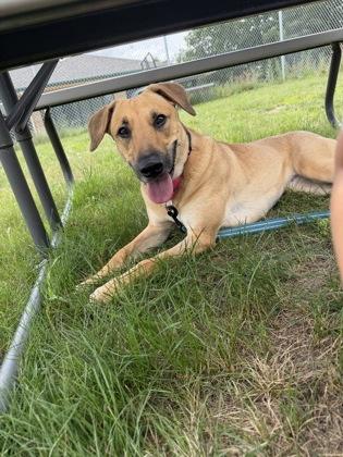 Shirley, a Adoptable mixed breed in Traverse City, MI image 1/3