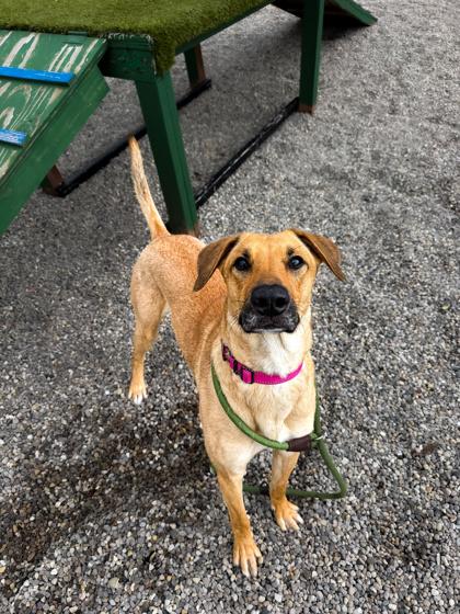 Shirley, a Adoptable mixed breed in Traverse City, MI image 2/3