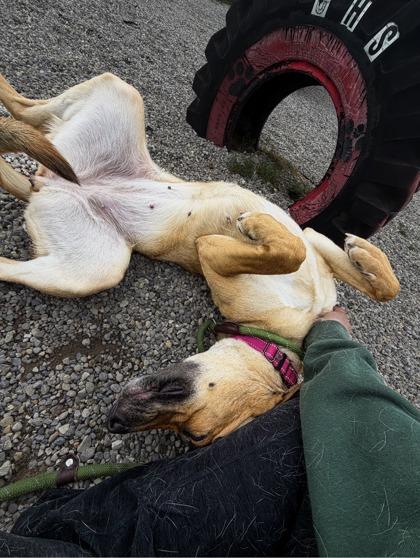 Shirley, a Adoptable mixed breed in Traverse City, MI image 3/3