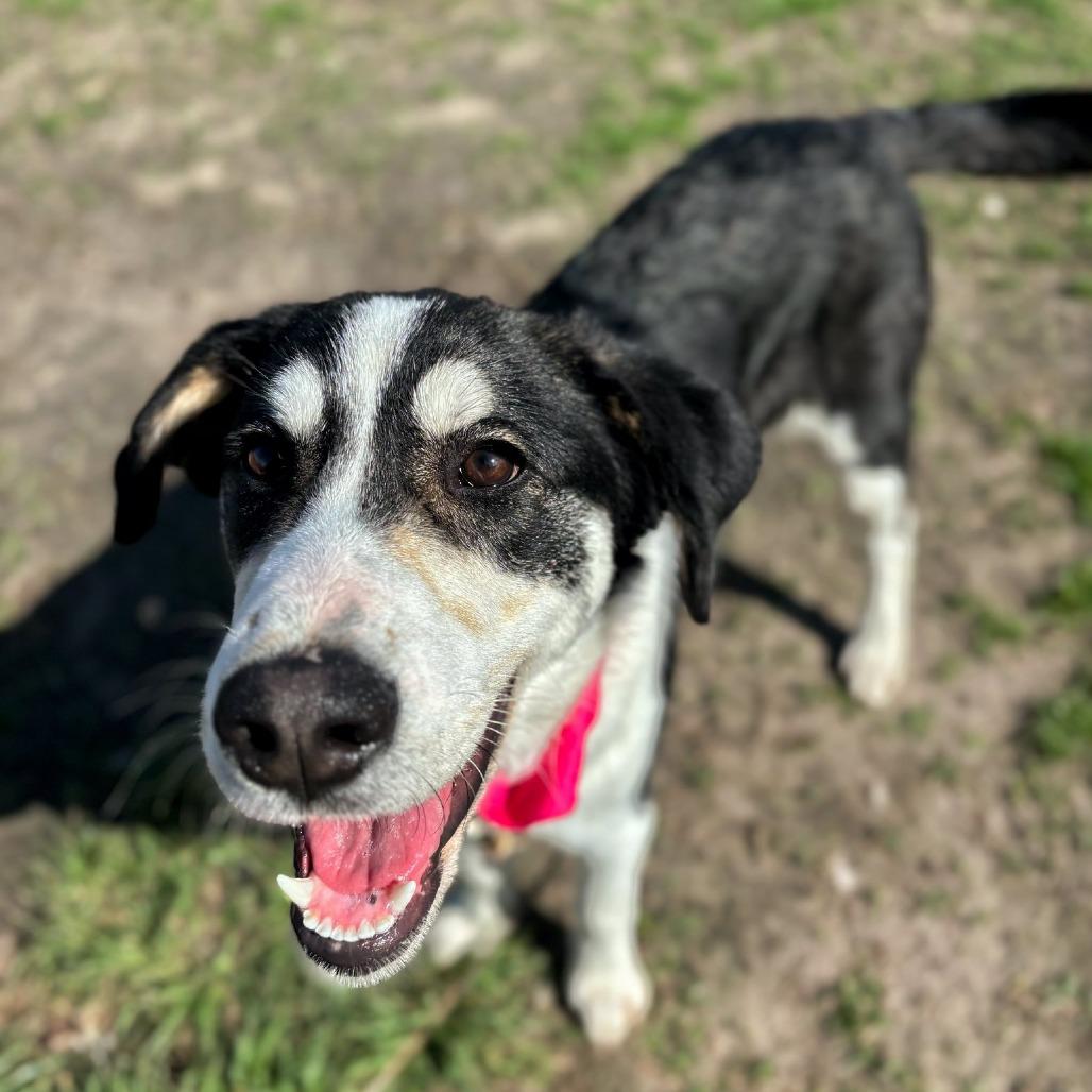 Wonderful, Adoptable, Young Female English Shepherd & Hound.