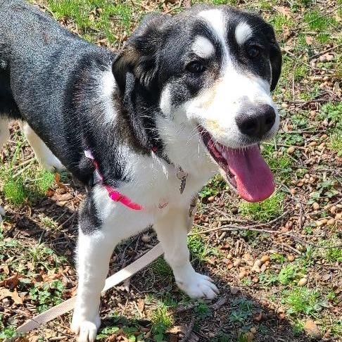 Enlarge Wonderful, a Adoptable mixed breed in Potomac, MD image 2/6