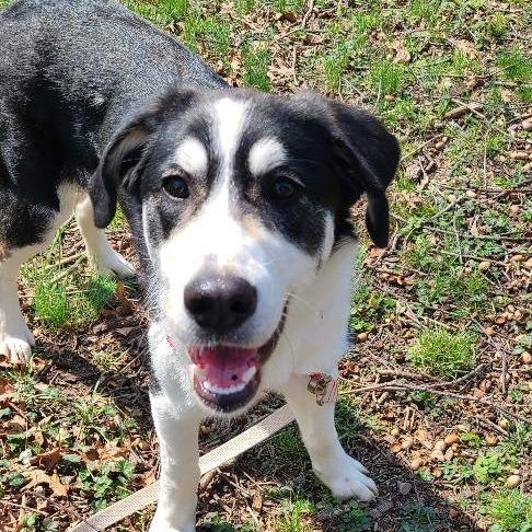Enlarge Wonderful, a Adoptable mixed breed in Potomac, MD image 4/6