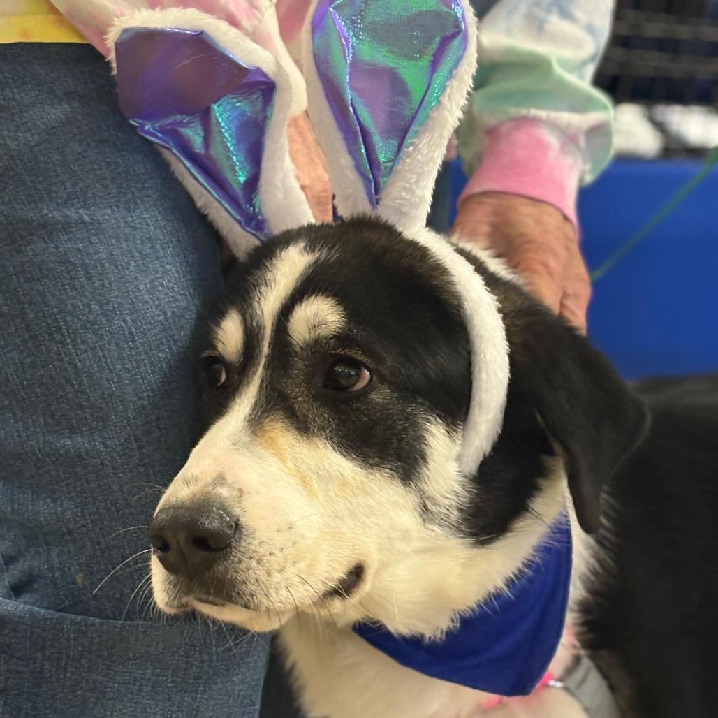 Wonderful, a Adoptable mixed breed in Potomac, MD image 4/6