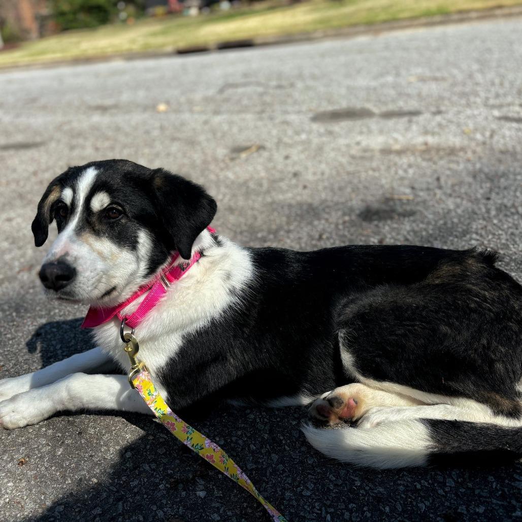 Enlarge Wonderful, a Adoptable mixed breed in Potomac, MD image 5/6