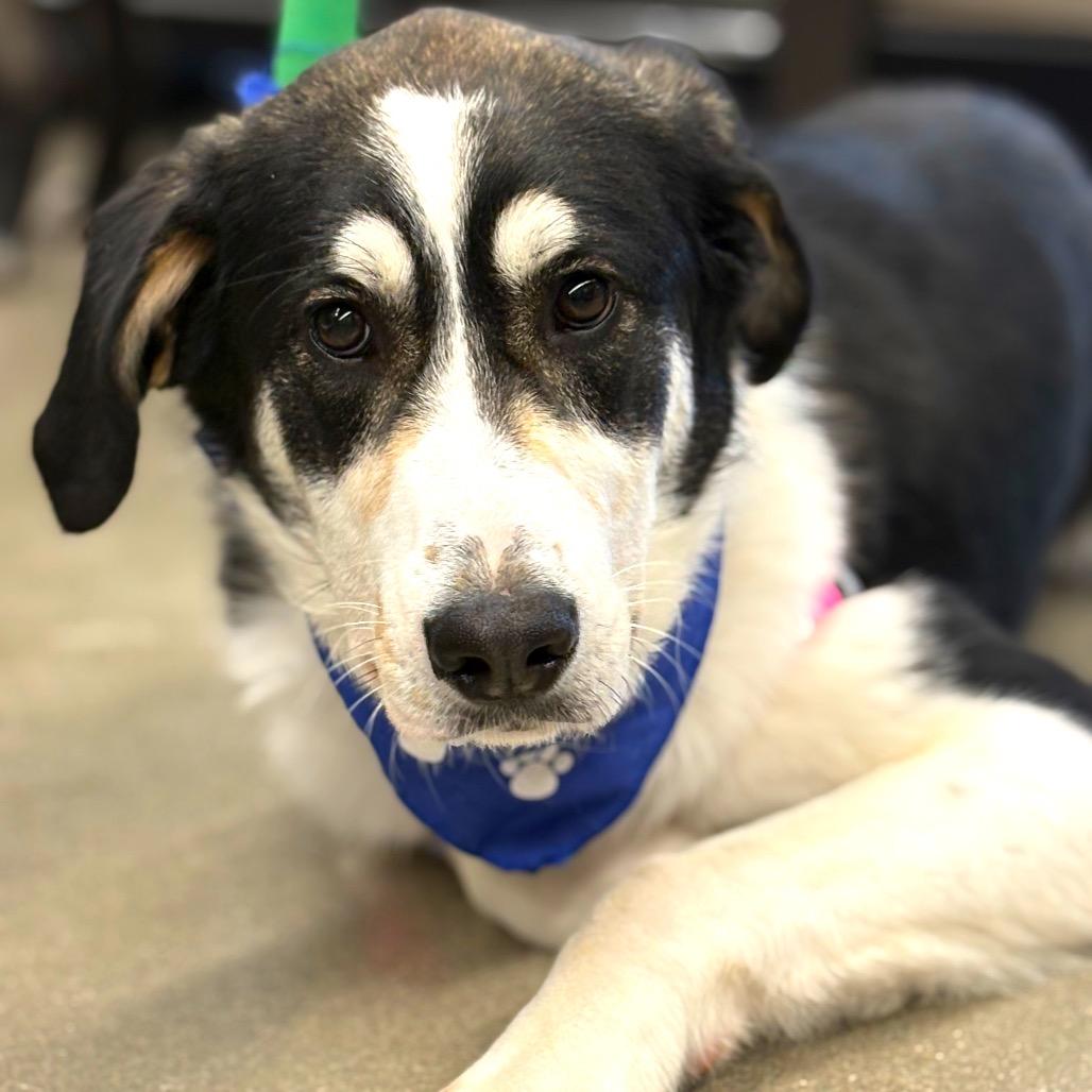 Enlarge Wonderful, a Adoptable mixed breed in Potomac, MD image 6/6