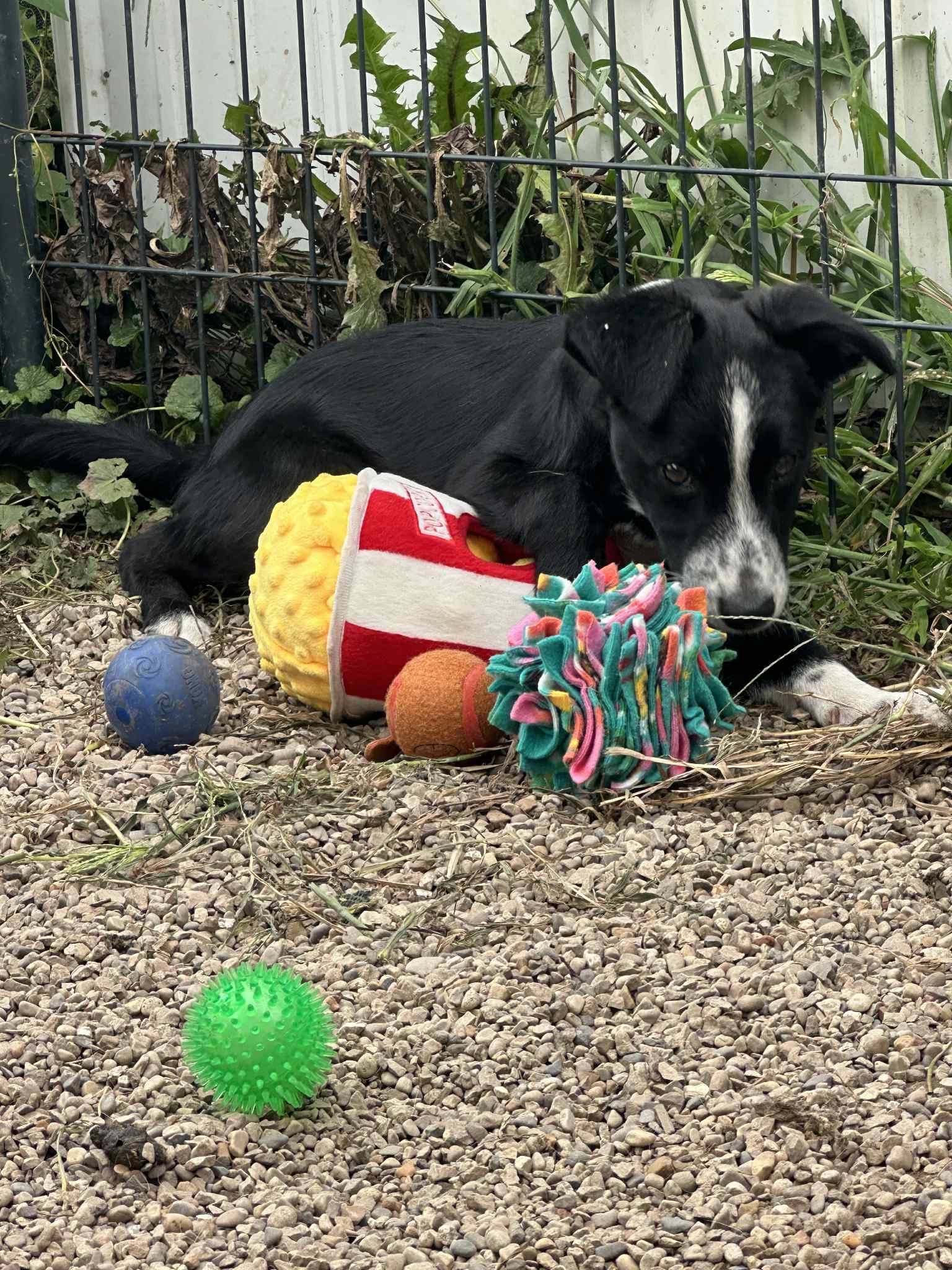 Latrell, Adoptable, Puppy Male Border Collie & Australian Shepherd.