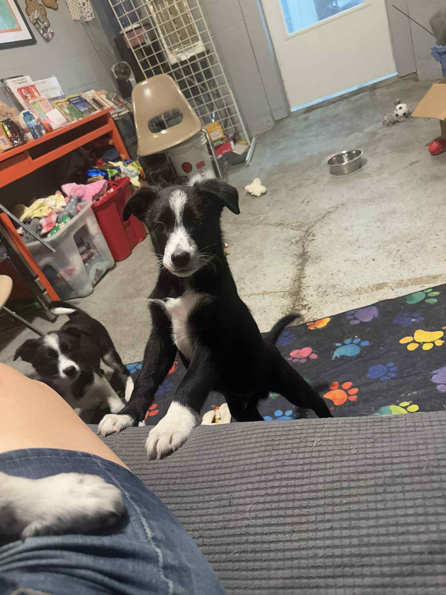 Latrell, a Adoptable mixed breed in Mukwonago, WI image 2/3