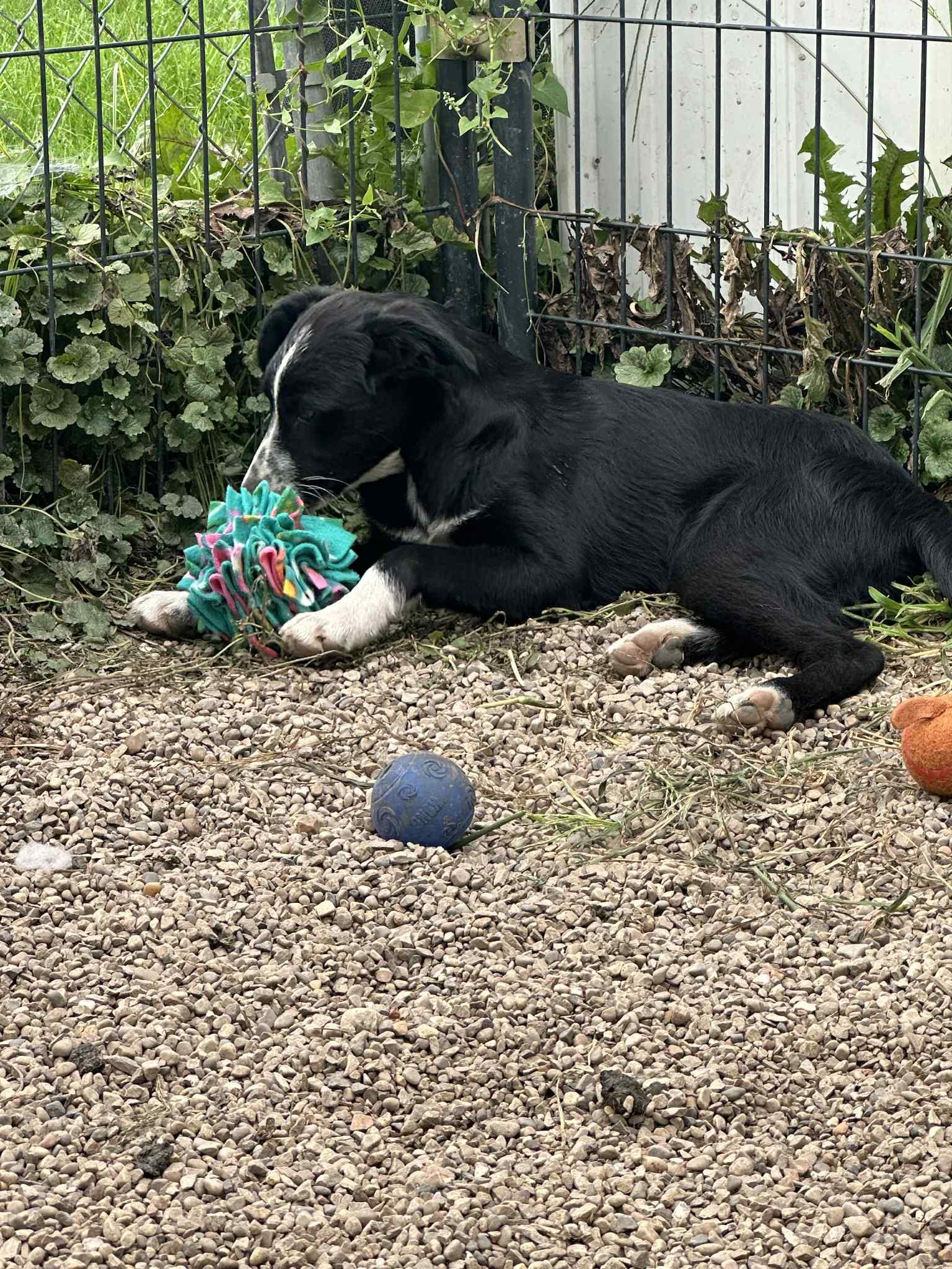 Enlarge Latrell, a Adoptable mixed breed in Mukwonago, WI image 2/3